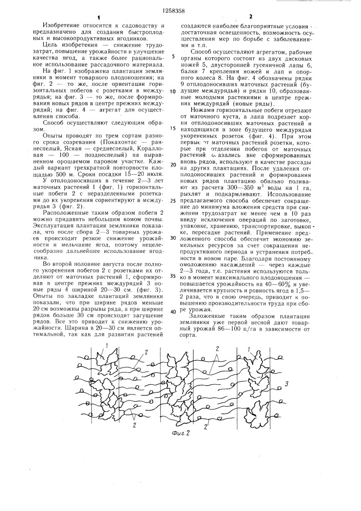 Способ закладки плантации земляники (патент 1258358)