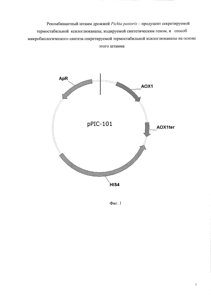 Рекомбинантный штамм дрожжей pichia pastoris - продуцент секретируемой термостабильной ксилоглюканазы, кодируемой синтетическим геном, и способ микробиологического синтеза секретируемой термостабильной ксилоглюканазы на основе этого штамма (патент 2605629)