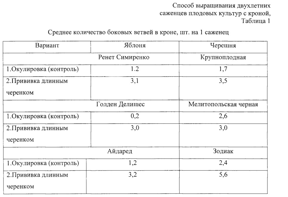 Способ выращивания двухлетних саженцев плодовых культур с кроной (патент 2666182)