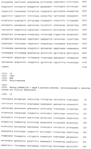 Мутеины липокалина 2 человека (lcn2, hngal) с аффинностью для определенной мишени (патент 2564125)