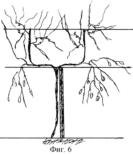 Способ ведения виноградных кустов (патент 2290782)