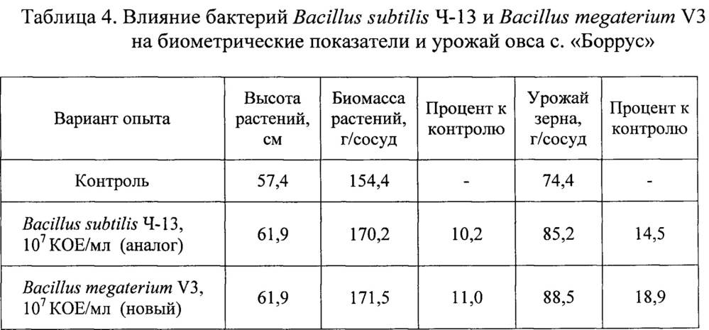 Штамм бактерий bacillus megaterium v3 в качестве средства для ускорения роста и увеличения продуктивности винограда, зерновых, овощных и древесных культур (патент 2649359)