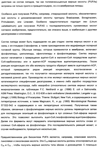 Способ получения полиненасыщенных кислот жирного ряда в трансгенных организмах (патент 2447147)