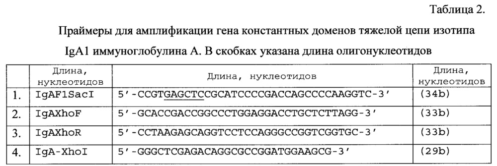 Рекомбинантная плазмидная днк pbipr-abiga1fi6-intht для получения рекомбинантного иммуноглобулина а изотипа iga1 (патент 2664184)