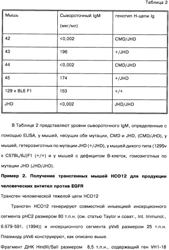 Человеческие моноклональные антитела к рецептору эпидермального фактора роста (egfr), способ их получения и их использование, гибридома, трансфектома, трансгенное животное, экспрессионный вектор (патент 2335507)