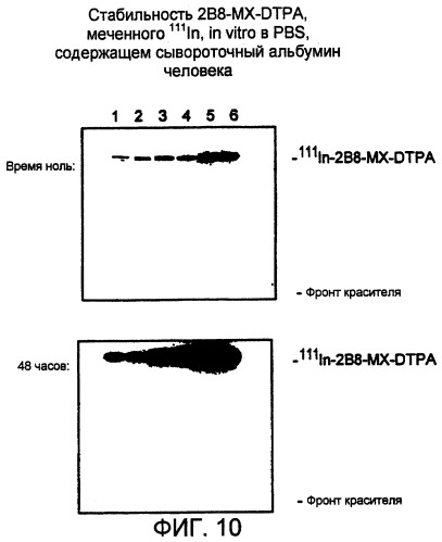 Набор для радиоактивного мечения и анализ связывания (патент 2251110)