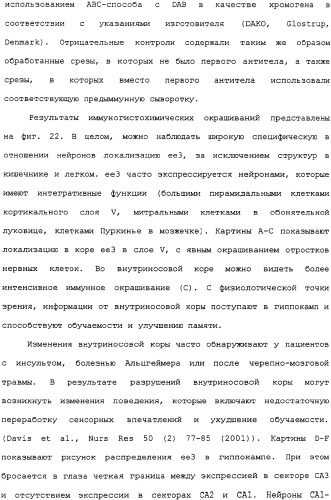 Ее3-семейство белков и соответствующие днк-последовательности (патент 2333918)