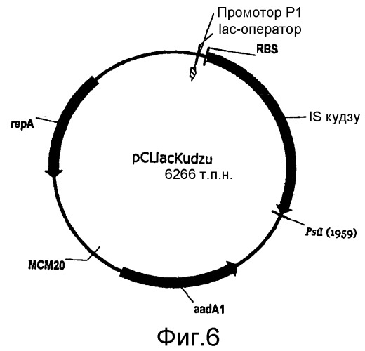 Полимеры изопрена из возобновляемых источников (патент 2505605)