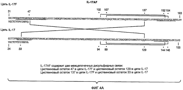 Гетеродимерные полипептиды il-17 a/f и возможности их лечебного применения (патент 2440134)