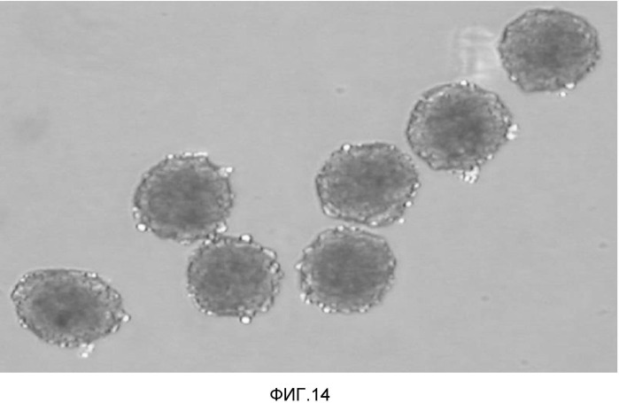 Способ конструирования массы миокардиальных клеток и применение массы миокардиальных клеток (патент 2467066)
