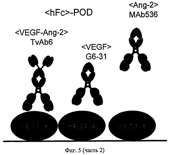 Биспецифические анти-vegf/анти-ang-2 антитела (патент 2542382)