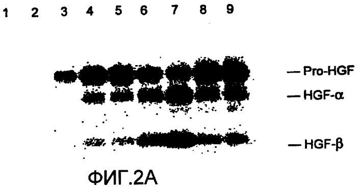 Модуляторы активатора фактора роста гепатоцитов (патент 2418004)