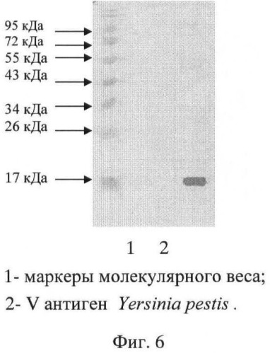 Штамм гибридных клеток животных mus musculus 2b8 - продуцент моноклональных антител, специфичных к v антигену yersinia pestis (патент 2478704)