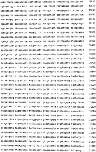 Бактериофаг, обладающий активностью против pseudomonas aeruginosa, белки бактериофага и способы их применения (патент 2580248)