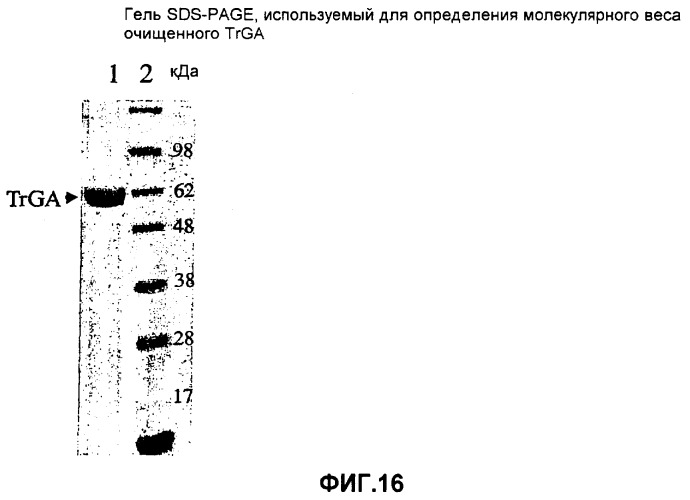 Глюкоамилаза trichoderma reesei и ее гомологи (патент 2394101)