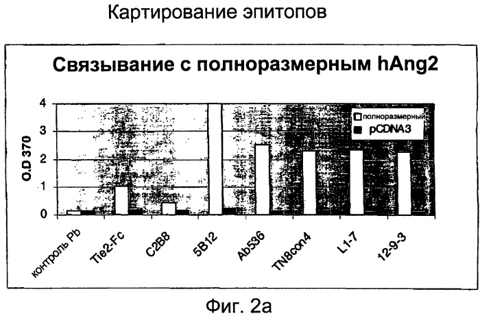 Ангиопоэтин-2-специфические связывающие агенты (патент 2404992)