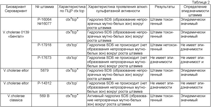 Способ дифференциации штаммов vibrio cholerae 0139 серогруппы по алкилсульфатозной активности (патент 2473697)