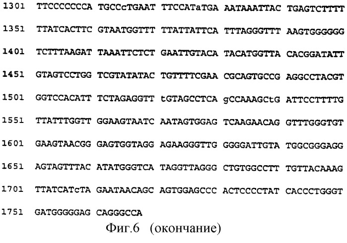 Цирковирус свиней типа ii и его применение (патент 2283862)