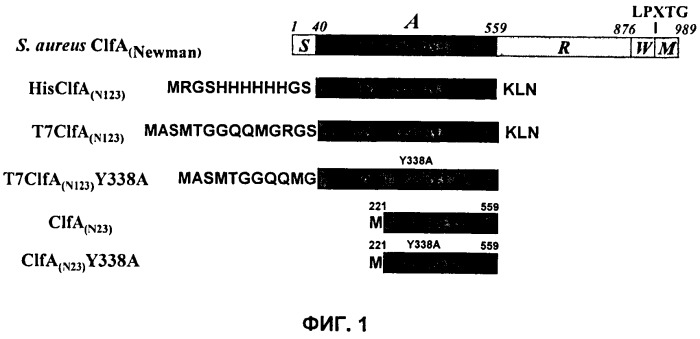 Иммуногенные композиции антигенов staphylococcus aureus (патент 2536981)