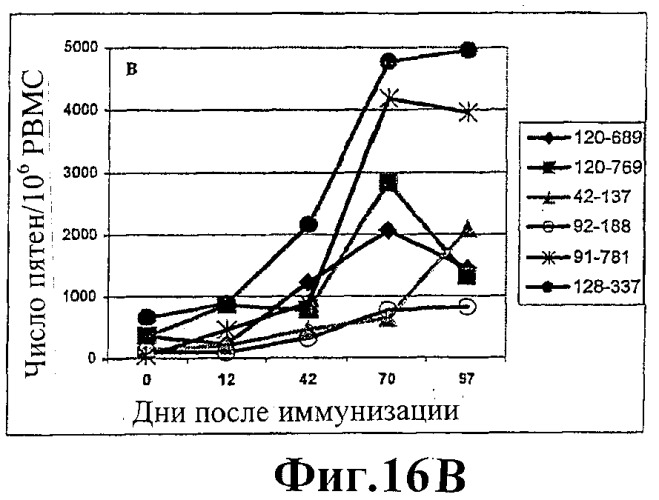 Человеческие антитела против человеческого 4-1вв (cd137) (патент 2376316)