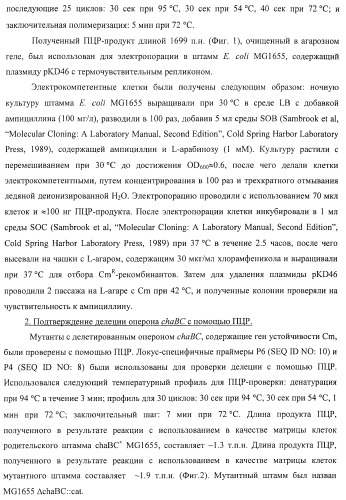 Способ получения l-треонина или l-аргинина с использованием бактерии, принадлежащей к роду escherichia, в которой инактивирован ген chac или оперон chabc (патент 2392327)