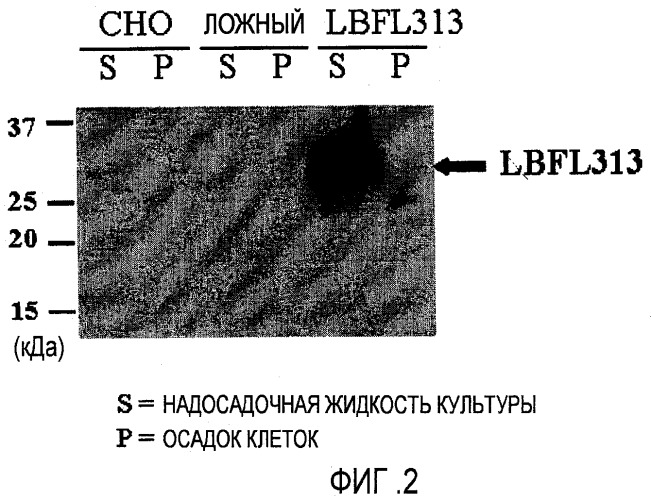 Семейство генов (lbfl313), ассоциированных с злокачественным ростом поджелудочной железы (патент 2432399)