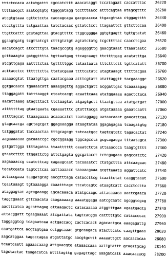 Бактериофаг, обладающий активностью против pseudomonas aeruginosa, белки бактериофага и способы их применения (патент 2580248)