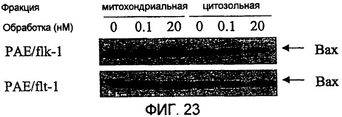 Терапевтические агенты, содержащие проапоптозные белки (патент 2319709)