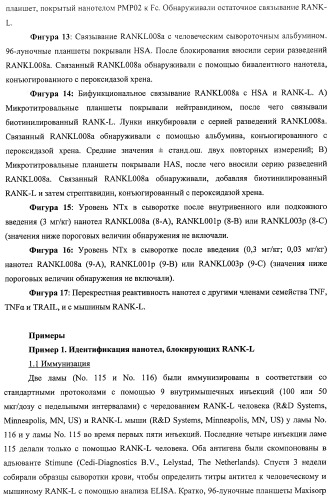 Аминокислотные последовательности, направленные на rank-l, и полипептиды, включающие их, для лечения заболеваний и нарушений костей (патент 2481355)