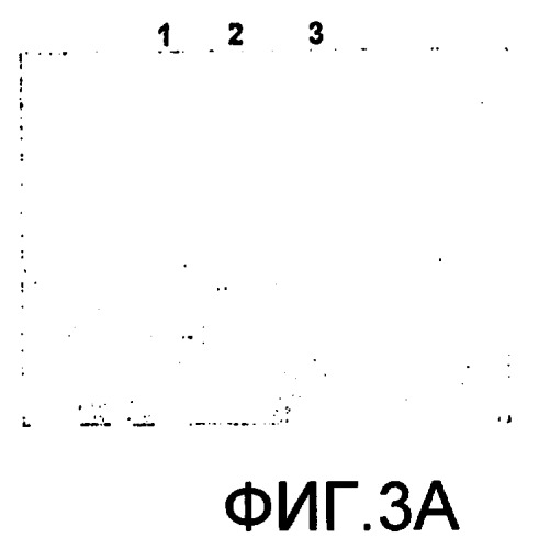 Комбинированные вакцины с антигеном коклюша цельных клеток (патент 2420315)