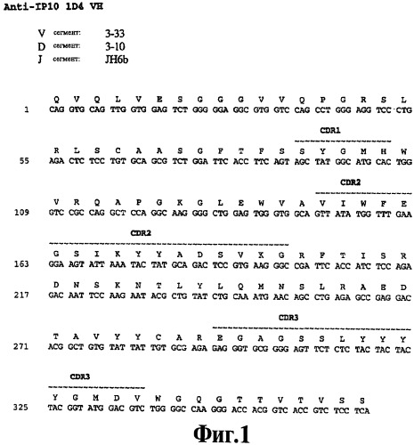 Выделенное антитело против ip-10, иммуноконъюгат и биспецифическая молекула на его основе, их композиции, способ лечения (варианты), кодирующая молекула нуклеиновой кислоты, соответствующий экспрессионный вектор, клетка-хозяин и гибридома (патент 2486199)