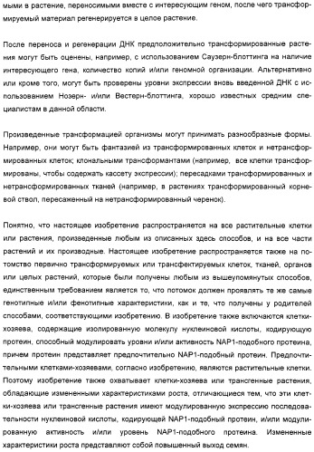 Способ повышения выхода семян растения, способ производства трансгенного растения, имеющего повышенную урожайность семян, генная конструкция для экспрессии в растении и трансгенное растение (патент 2409938)