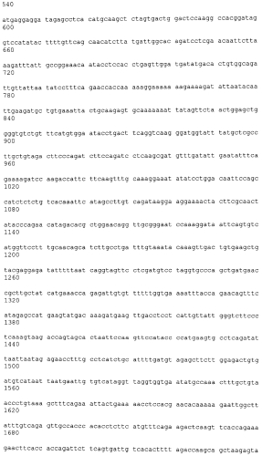 Лечение сиртуин 1 (sirt1)-связанных заболеваний путем ингибирования натурального антисмыслового транскрипта (патент 2551234)