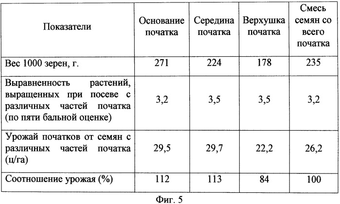 Способ определения биологически ценных семян кукурузы (патент 2506734)