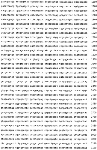 Мутации enos, используемые для генной терапии и терапевтического скрининга (патент 2257226)