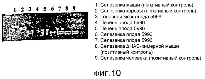 Трансгенные копытные животные, имеющие пониженную активность прионного белка, и их применения (патент 2384059)