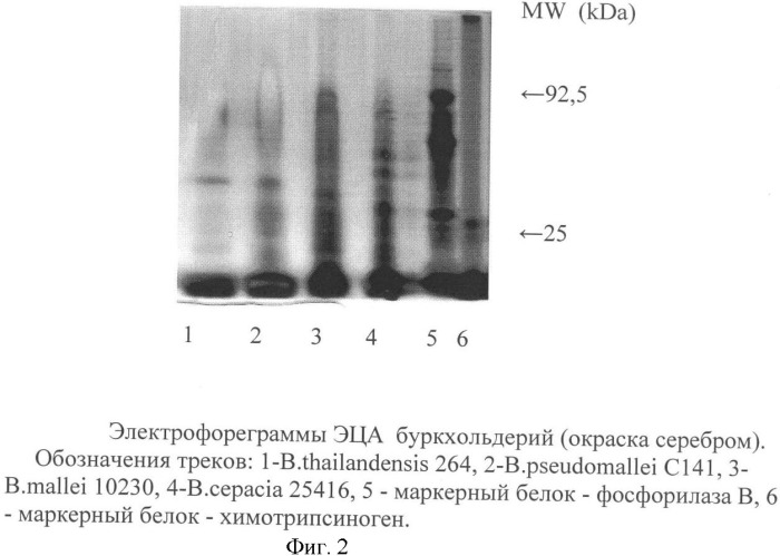 Способ дифференциации возбудителей мелиоидоза и сапа методом иммуноэлектрофореза (патент 2366715)