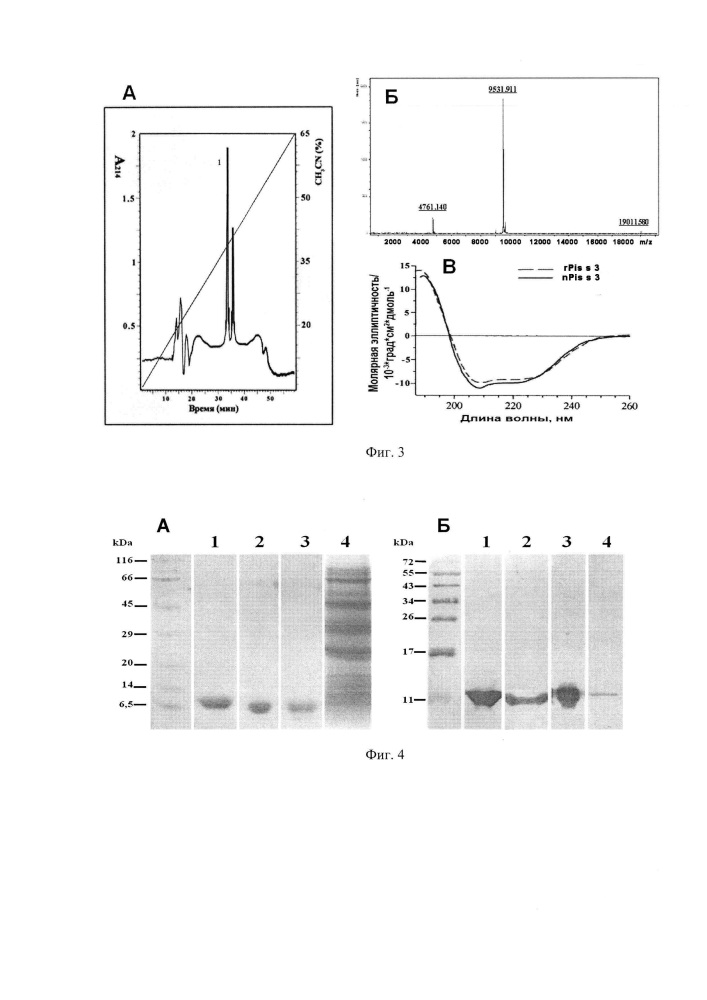 Плазмидный вектор pet-ppsltp, штамм бактерии escherichia coli bl21(de3)star/ pet-ppsltp - продуцент пищевого аллергена гороха pis s 3 и способ получения указанного аллергена (патент 2618840)