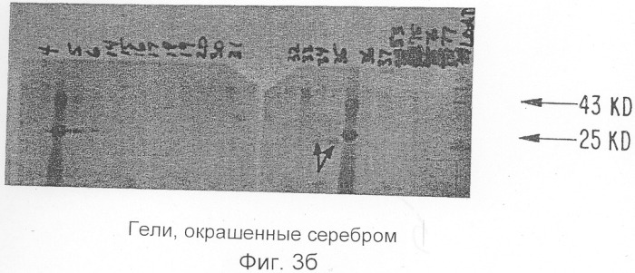 Ингибитор интерлейкина-1, способ его получения, молекула днк, кодирующая ингибитор интерлейкина-1 и его предшественник (патент 2286388)