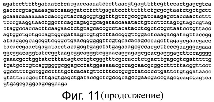 Рекомбинантная вакцина против вируса африканской катаральной лихорадки (патент 2446823)