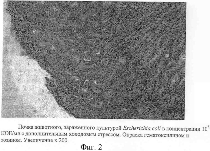 Способ моделирования острого пиелонефрита на фоне холодового стресса (патент 2368016)