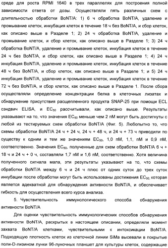 Иммунологические анализы активности ботулинического токсина серотипа а (патент 2491293)