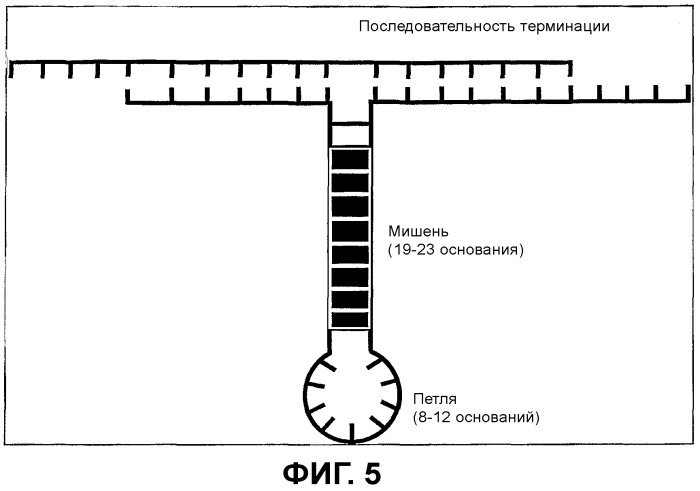Днк-конструкции для специфического ингибирования экспрессии генов посредством рнк-интерференции (патент 2410431)
