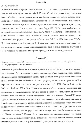 Молекулы нуклеиновых кислот, кодирующие wrinkled1-подобные полипептиды, и способы их применения в растениях (патент 2385347)