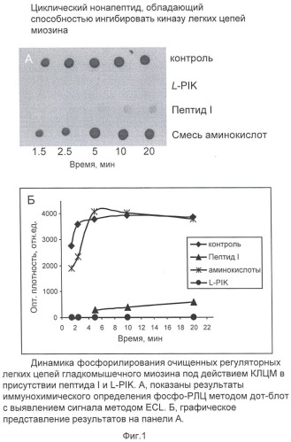 Циклический нонапептид, обладающий способностью ингибировать киназу легких цепей миозина (патент 2443710)