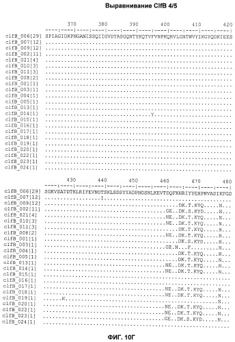 Иммуногенные композиции антигенов staphylococcus aureus (патент 2536981)