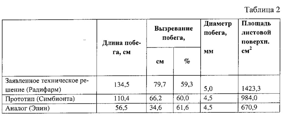 Способ выращивания привитых саженцев винограда с использованием биостимулятора радифарм (патент 2635392)