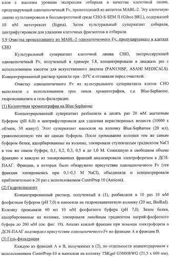 Агонистическое соединение, способное специфически узнавать и поперечно сшивать молекулу клеточной поверхности или внутриклеточную молекулу (патент 2430927)