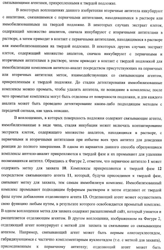 Чипы на основе антител для определения множественных трансдукторов сигналов в редких циркулирующих клетках (патент 2442171)