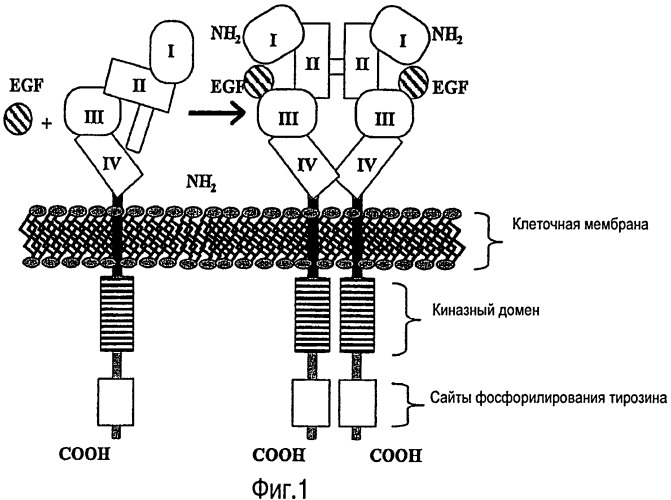 Лечение опухолей, экспрессирующих мутантные рецепторы egf (патент 2429014)